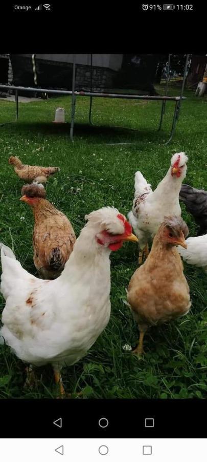 Agroturystyka Pod Lasem Poronin Extérieur photo